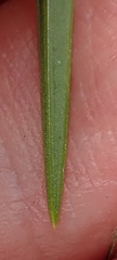 Eulophia leontoglossa