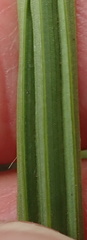 Eulophia leontoglossa