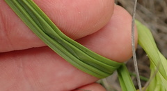 Eulophia leontoglossa