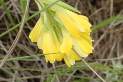 Eulophia leontoglossa