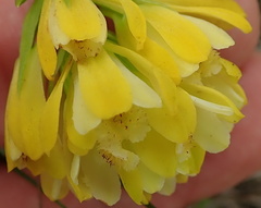 Eulophia leontoglossa