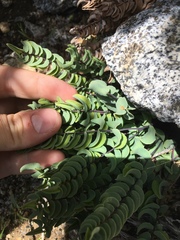 Pellaea bridgesii
