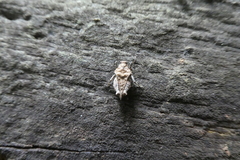 Dasyleurotettix infaustus