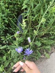 Cichorium intybus