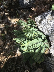 Pellaea bridgesii