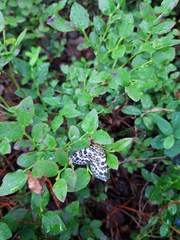 Arichanna melanaria