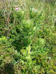 Cirsium brevistylum