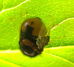 Pterodontia flavipes