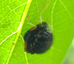 Pterodontia flavipes