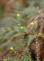 Pimelea flava flava