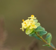 Pimelea flava flava