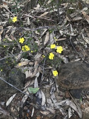 Hibbertia cistiflora