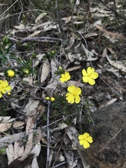 Hibbertia cistiflora