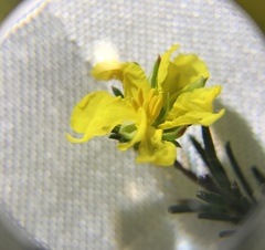 Hibbertia cistiflora