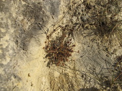 Chaerophyllum novae-zelandiae