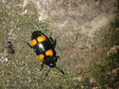 Episcapha quadrimacula