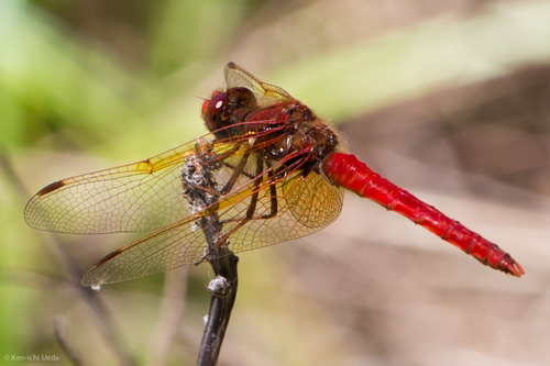 Cardinal Meadowhawk (Sympetrum illotum), a species recorded in Oregon