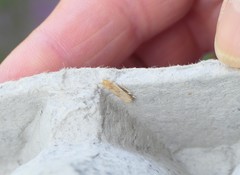 Blastobasis lacticolella