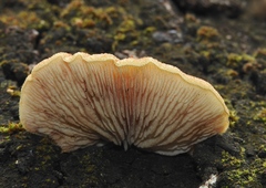 Crepidotus eucalyptorum