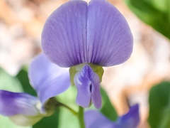 Crotalaria verrucosa