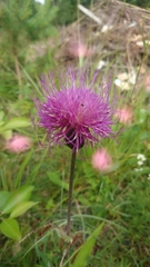Cirsium heterophyllum