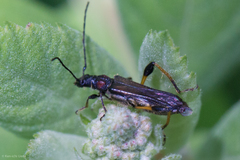 Callimoxys fuscipennis