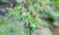 Scoparia dulcis