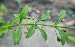 Scoparia dulcis