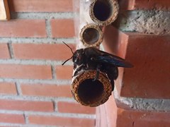 Xylocopa violacea