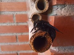 Xylocopa violacea