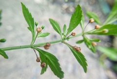 Scoparia dulcis