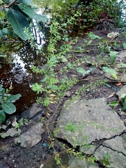 Scoparia dulcis