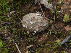 Poronia erici
