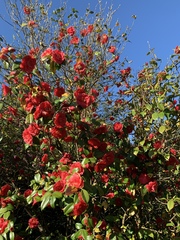 Theaceae