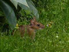 Apodemus flavicollis