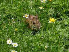 Apodemus flavicollis