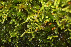 Thuidiopsis sparsa