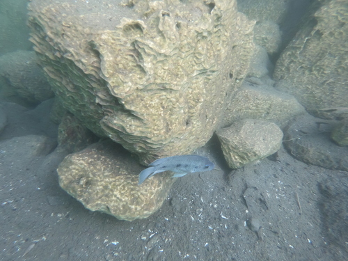 Chala-tilapia (Oreochromis hunteri) — Cichlidae