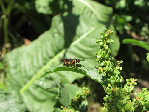 Rumex crispus — photo 4