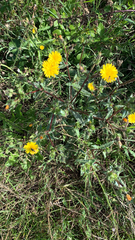 Helminthotheca echioides