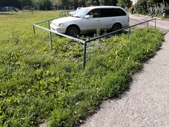 Phoenicurus phoenicurus