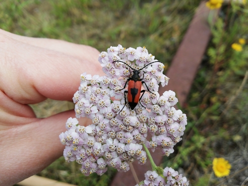 heart longhorn beetle, 4970 Rødby, Danmark, photo 8 of 10