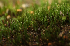 Eccremidium pulchellum