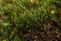 Eccremidium pulchellum