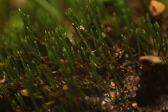 Eccremidium pulchellum