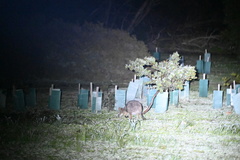 Notamacropus eugenii eugenii