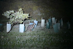 Notamacropus eugenii eugenii