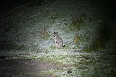 Notamacropus eugenii eugenii