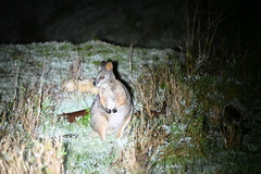 Notamacropus eugenii eugenii