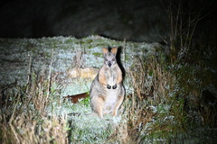 Notamacropus eugenii eugenii